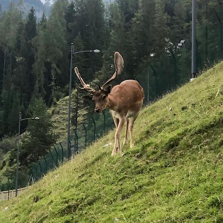 Mountain House Hotel Rigolato Екстериор снимка